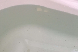 井戸水使用!お湯を張るたびにワカメのようなものが出てくる